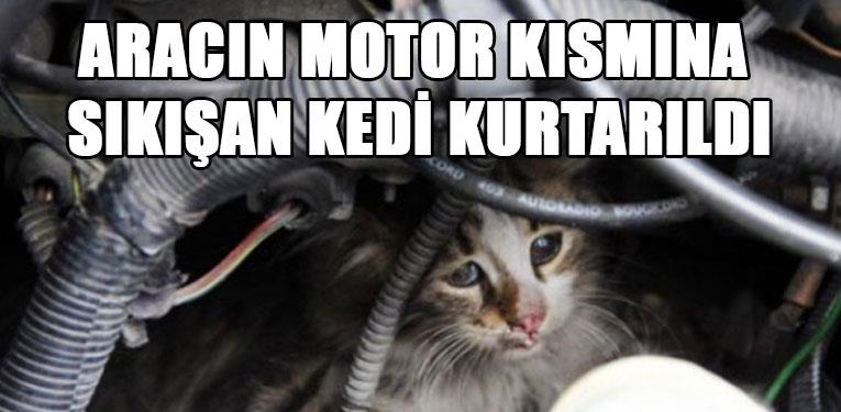 Aracın motor kısmına sıkışan kedi kurtarıldı