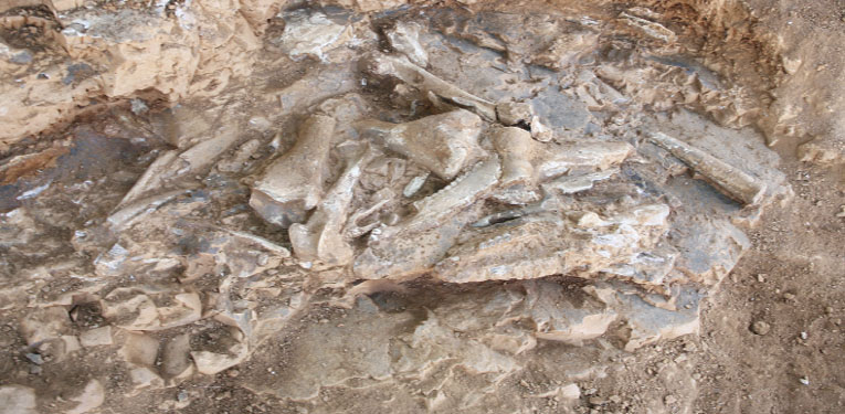 Denizli’de 9 milyon yıl öncesine ait oklu kirpi ve kuş fosili bulundu   