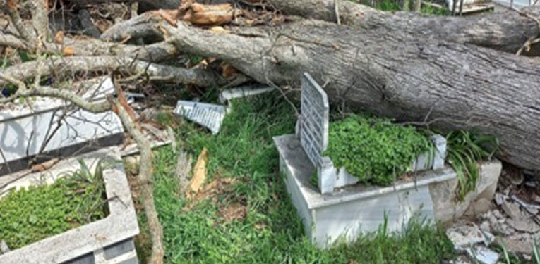 Bakımsızlıktan yıkılan ağaçlar mezarlara zarar verdi 