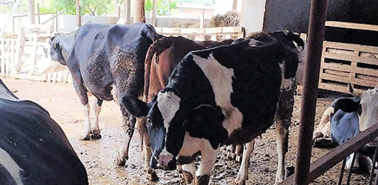 Süt üreticileri artan maliyetler karşısında yem desteği talep etti 